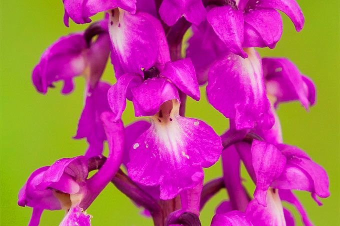NABU: Heimische Orchideen